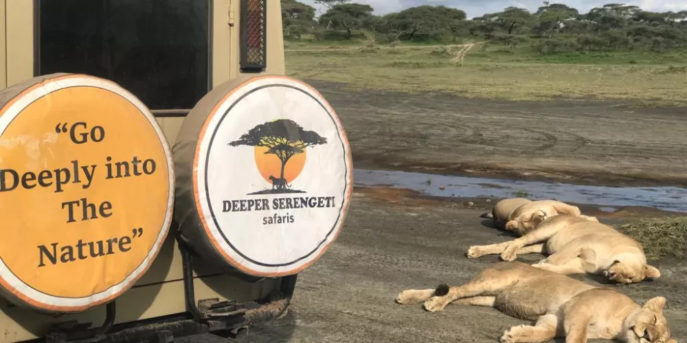 Tanzania Safaris