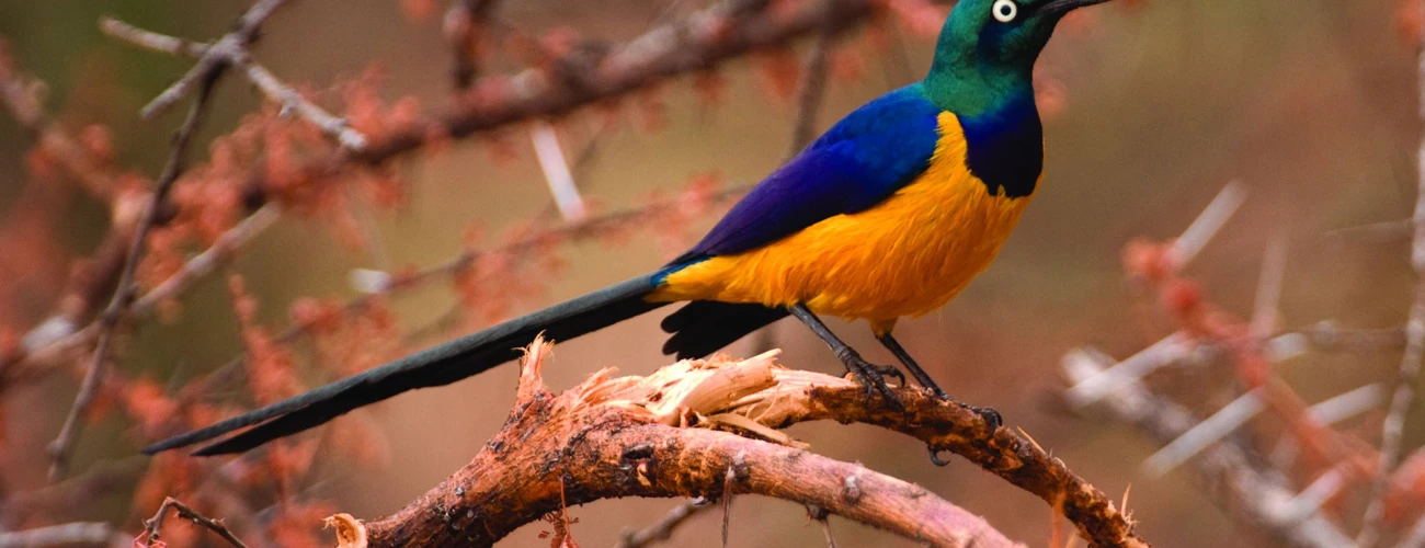 Are Tanzanian best Safaris