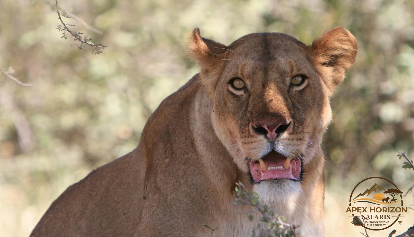 Midrange Big Five & Calving Season Migration Safari
