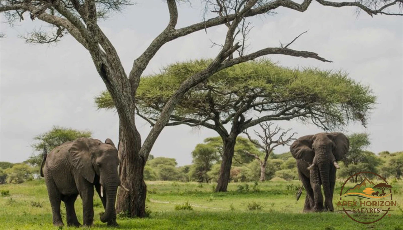 Tarangire, Ngorongoro & Hadzabe Cultural Safari