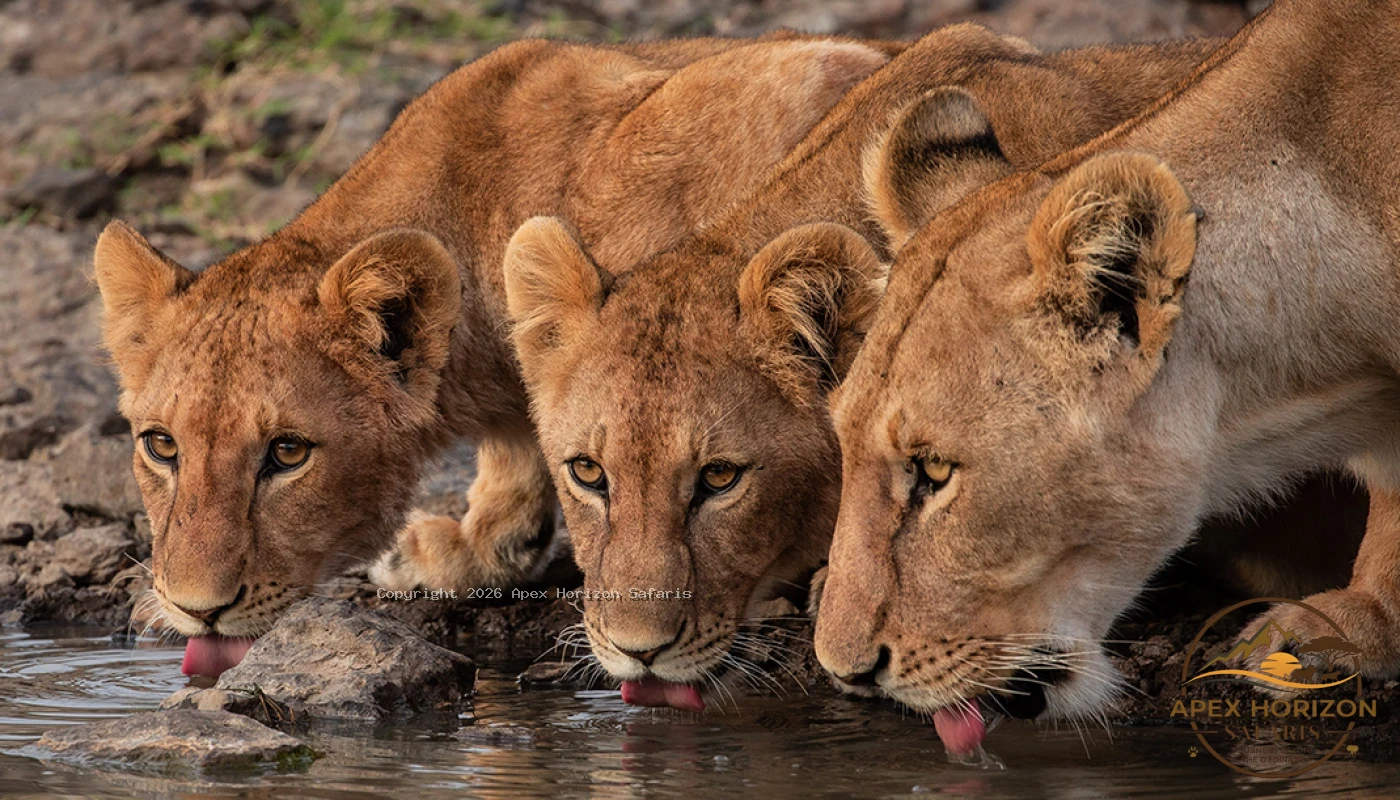 Tarangire Game Drive and Lake Manyara Canopy Safaris