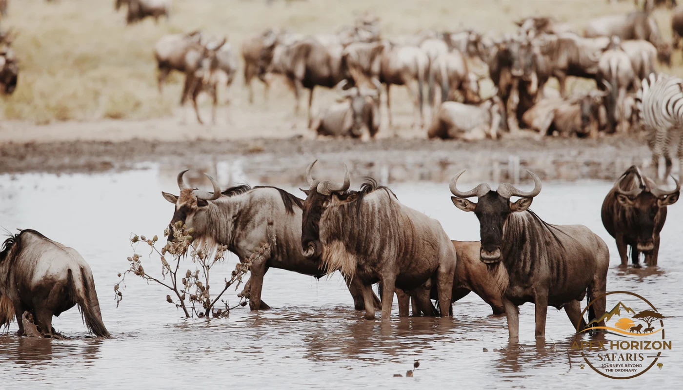 Great Mara River Crossing Migration Safaris