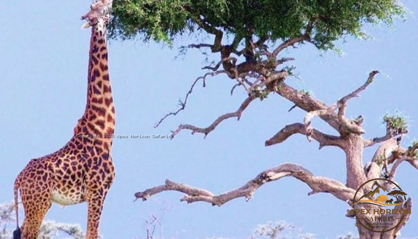 Midrange Serengeti and Ngorongoro Safari