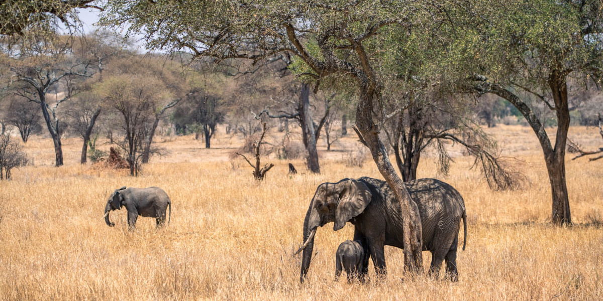 Ruaha National Park