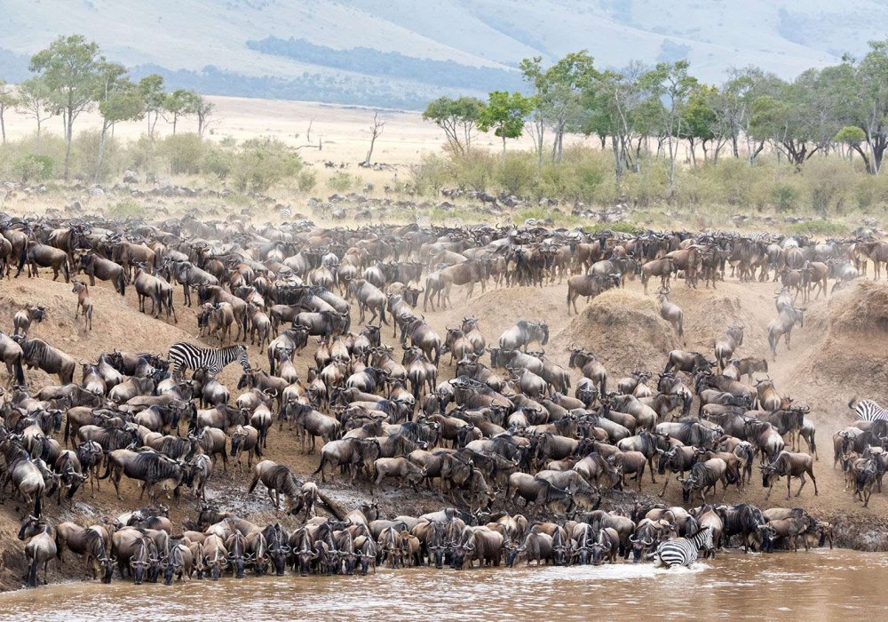 Wild Beest Migration