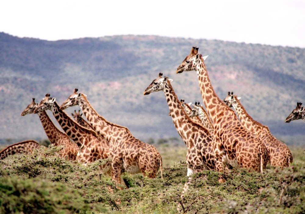 Best time for Safaris in Tanzania