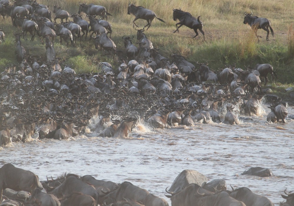 Wild Beest Migration Safari