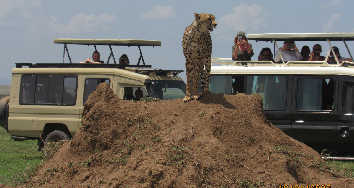 About Apex Horizon Safaris